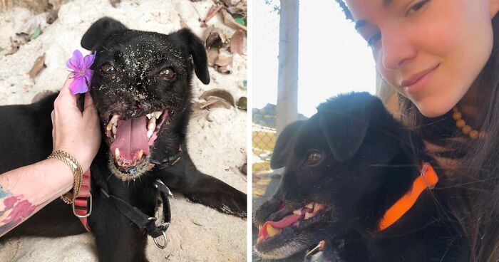 People On The Internet Fell In Love With The Story Of Odin Who Is Missing A Part Of His Snout