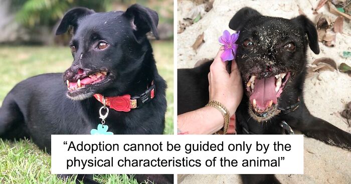 Dog Loses Part Of His Snout In An Accident But Wins Over The Internet With His Smile