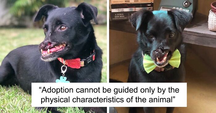 Meet Odin, The Dog Who Lost Part Of His Snout In An Accident And Still Found Kindness In His Owner Who Adopted Him After He Spent 3 Years In A Shelter