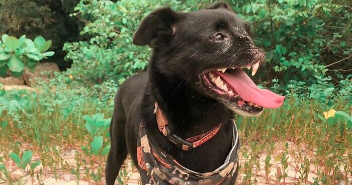 After Losing Part Of His Snout In An Accident, Odin Finds A Forever Home