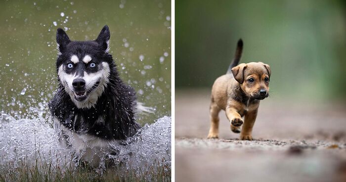 I Photographed 30 Dogs Enjoying Outdoor Adventures