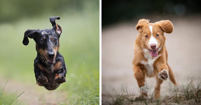 Dogs On The Run: I Captured 30 Faces In Their Purest Form Of Joy