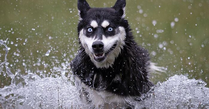 I Think Photographing Dogs Running Is The Cutest Thing (30 Pics)