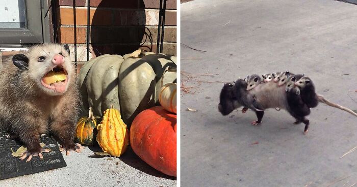 164 Times Folks Caught Possums And Opossums Being Adorable