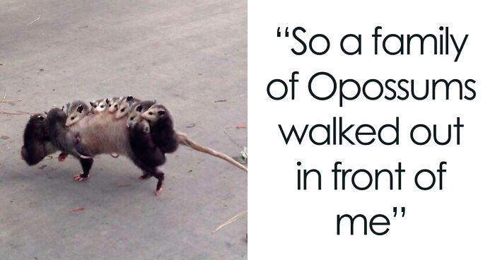 164 Pics Of Possums And Opossums That Are Almost Too Cute To Handle