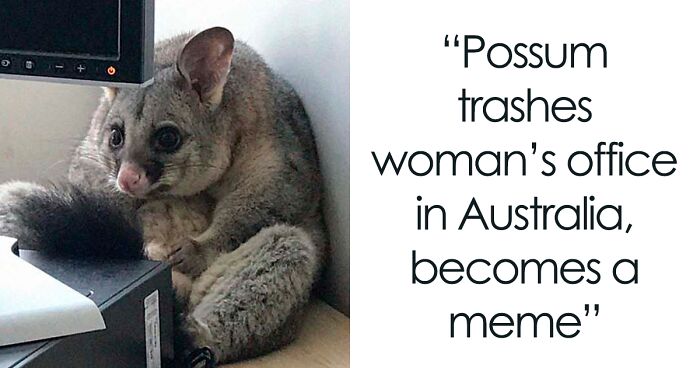 164 Times People Captured Possums And Opossums Being Funny And Adorable