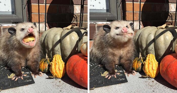 164 Of The Most Charming Pics Of Possums And Opossums The Internet Has To Offer