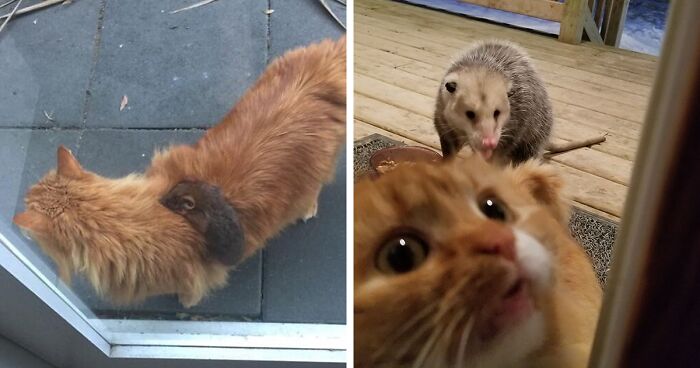 164 Pics Capturing Possums And Opossums Being Their Adorable Selves