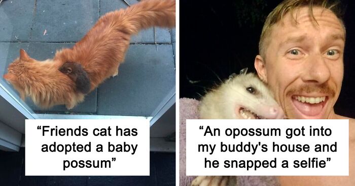 164 Photos Showing The Charming Side Of Opossums And Possums