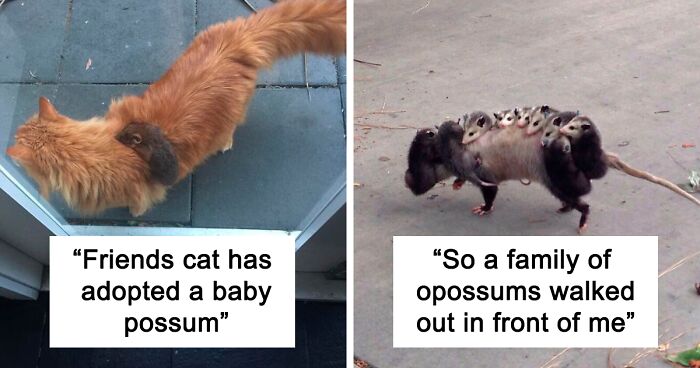 164 Pics Of Possums And Opossums Being Overly Cute