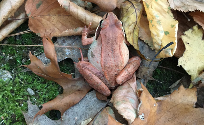 Hey Pandas, Share Your Photos Of Nature In Camouflage (Closed)