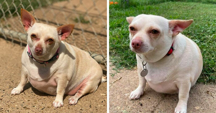 Morbidly Obese Chihuahua Is Left In A Shelter, Then Loses Weight And Finds A Forever Home