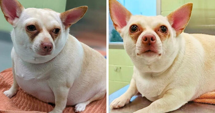 This Chihuahua Was Left In A Shelter To Be Euthanized Because Of Her Weight