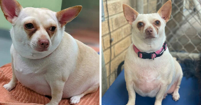 This Chihuahua Was Left In A Shelter To Be Euthanized Because Of Her Weight