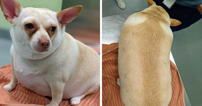 This Chihuahua Was Left In A Shelter To Be Euthanized Because Of Her Weight