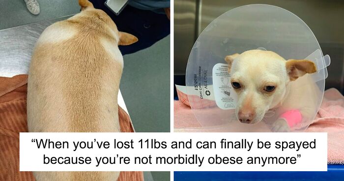 This Chihuahua Was 4 Times Heavier Than Normal Before Losing Weight And Getting Adopted