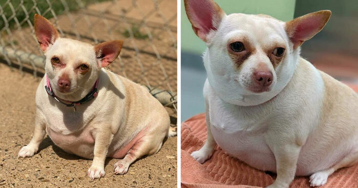 Animal Shelter Saves The Life Of A Morbidly Obese Chihuahua