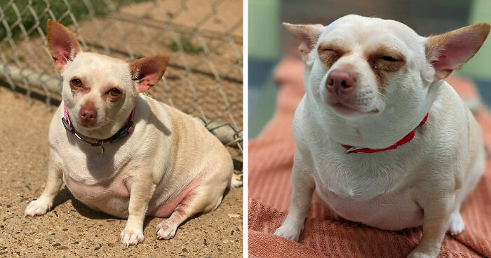 This Chihuahua Was Left In A Shelter To Be Euthanized Because Of Her Weight