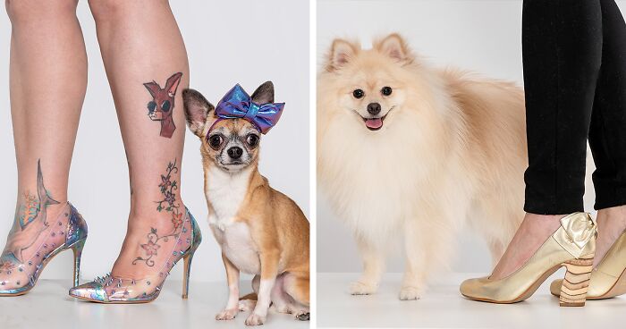 I Took 27 Fun Pictures Of Pets Next To Their Owners’ Feet And Showed How They Match Each Other