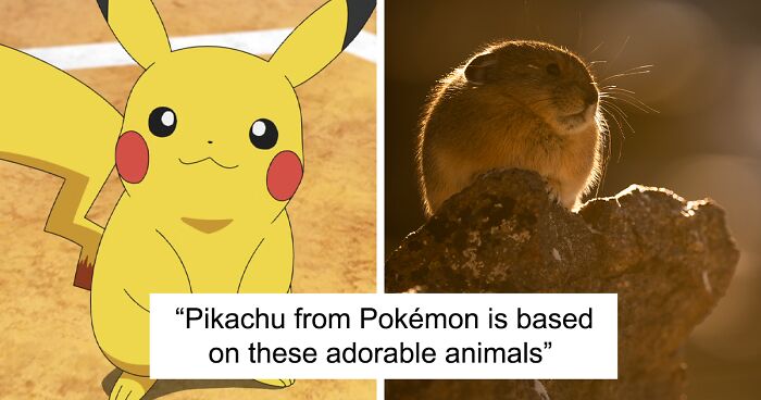 Little Creatures That Inspired Pikachu: I Photograph The American Pika All Year Round (19 Pics)