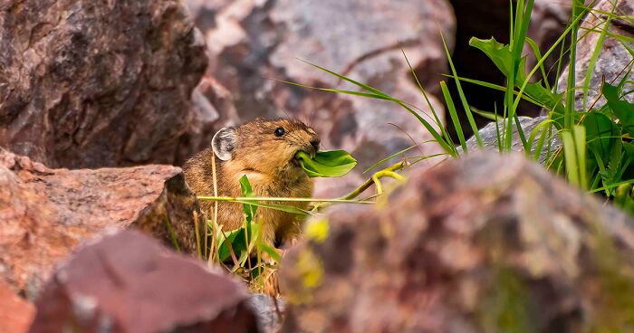 I Photograph The American Pika All Year Round, And Here Are My Best 19 Pics