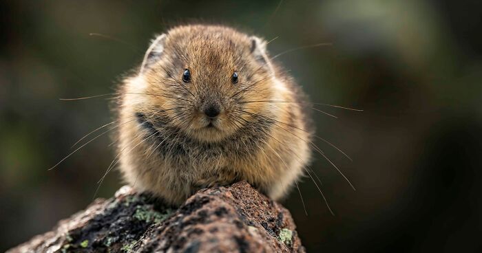 The Real-Life Pikachu: I Photograph The American Pika In Their Extreme Mountainous Homes (19 Pics)