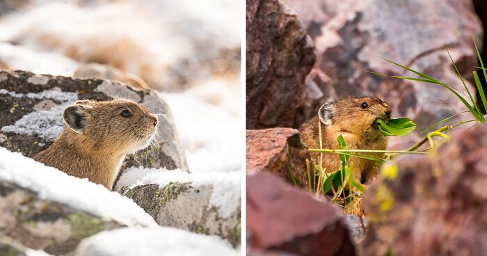 The Real-Life Pikachu: I Photograph The American Pika In Their Extreme Mountainous Homes (19 Pics)