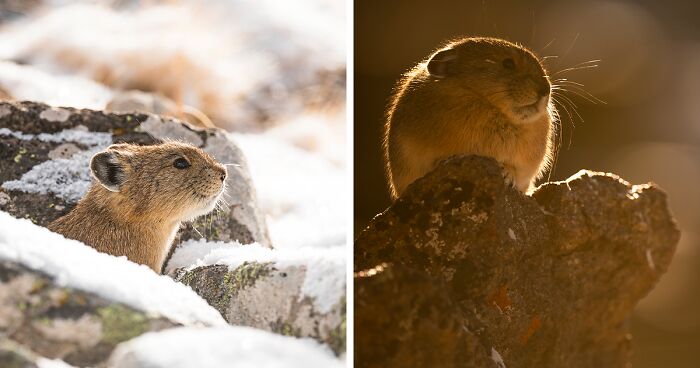 The Real-Life Pikachu: I Photograph The American Pika In Their Extreme Mountainous Homes (19 Pics)