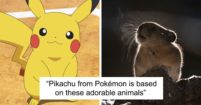 The Real-Life Pikachu: I Photograph The American Pika In Their Extreme Mountainous Homes (19 Pics)