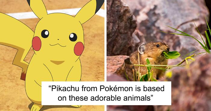 The Real-Life Pikachu: I Photograph The American Pika In Their Extreme Mountainous Homes (19 Pics)