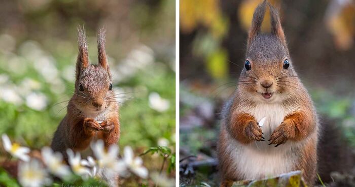 I Became Friends With A Squirrel And Documented Our Friendship With Funny Photos (70 Pics)