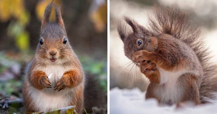 I Became Friends With My Model Squirrel, And Here Are The Best 70 Photos I Took Of Her