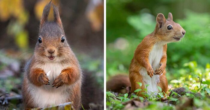 I Became Friends With A Squirrel And Documented Our Friendship With Funny Photos (70 Pics)