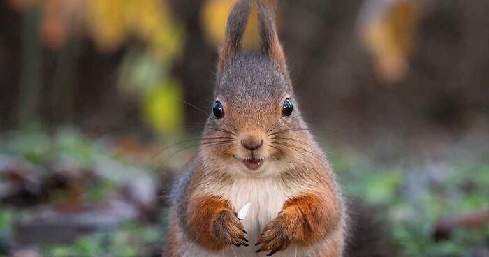 I Became Friends With A Squirrel And Documented Our Friendship With Funny Photos (70 Pics)