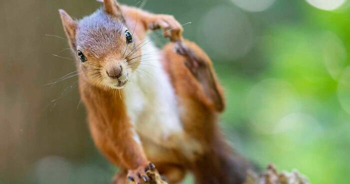 I Became Friends With A Squirrel And Documented Our Friendship With Funny Photos (70 Pics)