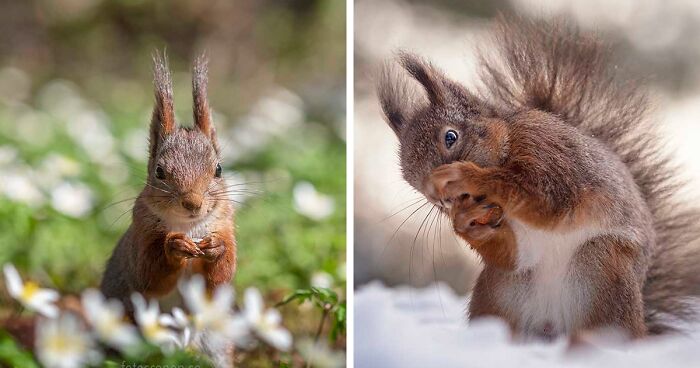 I Became Friends With A Squirrel And Documented Our Friendship With Funny Photos (70 Pics)