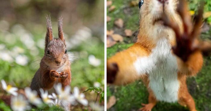 I Took 70 Photos Of A Squirrel That I Became Friends With