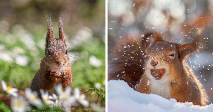 I Became Friends With A Squirrel And Documented Our Friendship With Funny Photos (70 Pics)