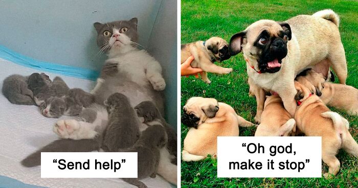 121 Times People Spotted Animal Parents And Their Babies Acting Like A Real Family (New Pics)