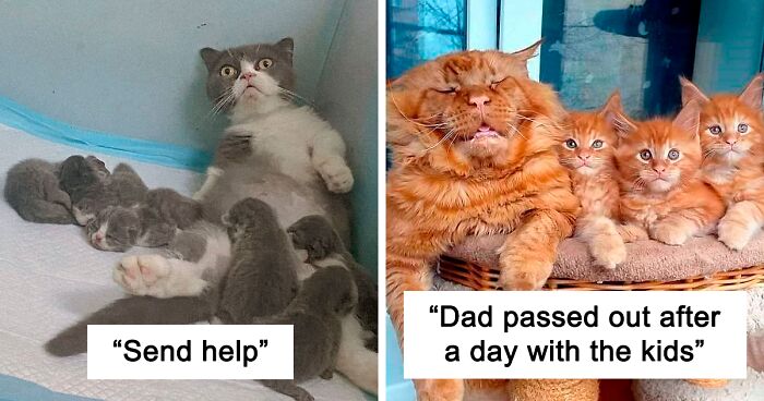 121 Animal Expressions That Perfectly Sum Up What It’s Like To Be A Parent (New Pics)