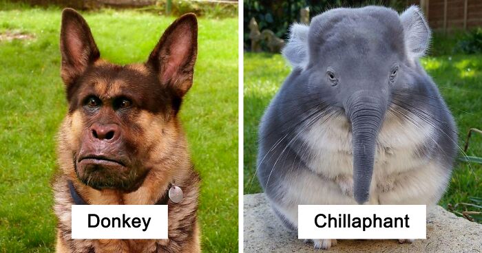 Members Of Online Group Create The Stupidest Animal Hybrids They Can Think Of (40 Pics)