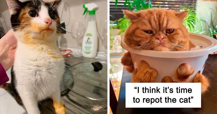 130 Adorable Pictures That Prove Cats Are The Cutest