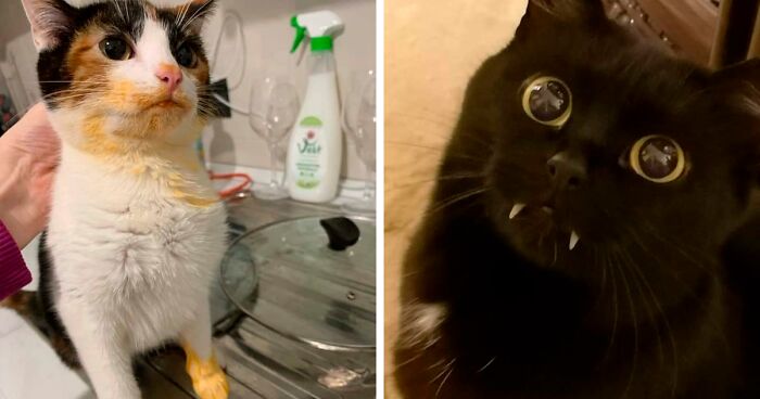 130 Cats Being Cute, Adorable And Derpy