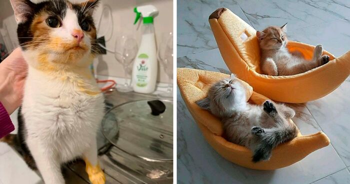 130 Wholesome Cat Posts To Make You Feel Warm Inside