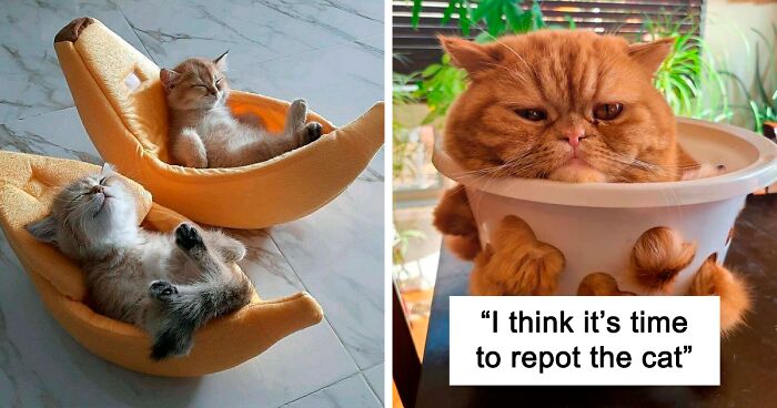 Cats Are The Cutest Things In The World, And Here’s 130 Pictures To Prove It