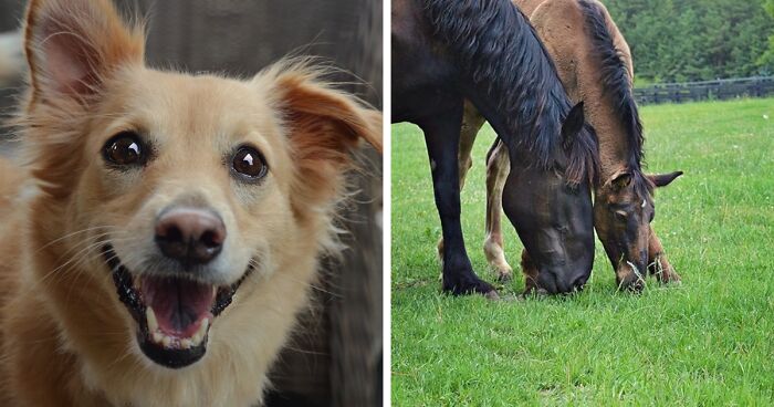 I Photographed These Rescued Animals To Prove That They Deserve A Second Chance (21 Pics)