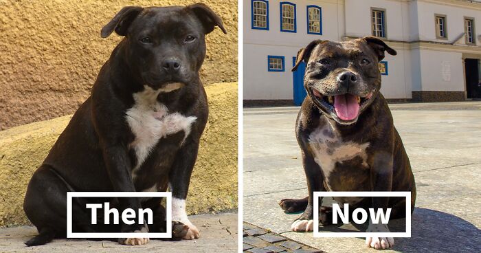 Artist Captured 17 Incredible Transformations Of Neglected Animals After They Were Adopted And This Might Warm Your Heart