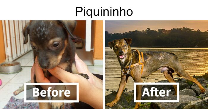 These 17 Before And After Pictures By Elayne Massaini Show Incredible Transformations Of Neglected Animals After They Got Adopted