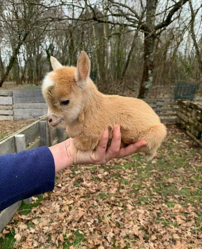 adorable Baby Goat