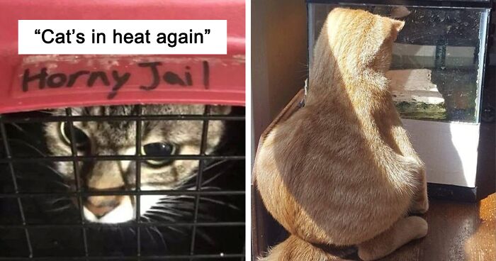 This Twitter Account Is Dedicated To Cat Pics That Just Don't Make Any Sense, Here Are 58 Of The Funniest